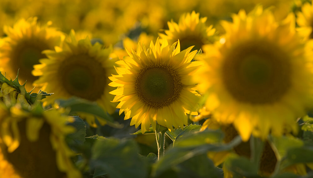 Más maíz y menos soja que lo previsto: el final de la siembra gruesa viene con cambios sorpresivos 1 Girasol