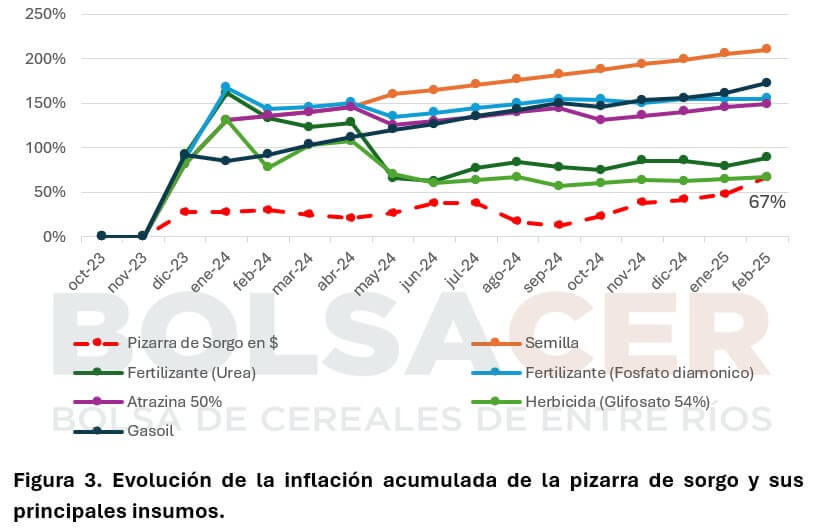 sorgo bolsacer