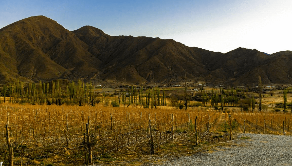 Día del Malbec: los vinos del Valle Calchaquí ganan medallas de oro en Alemania y Francia 1 vinedo salta valle calchaqui