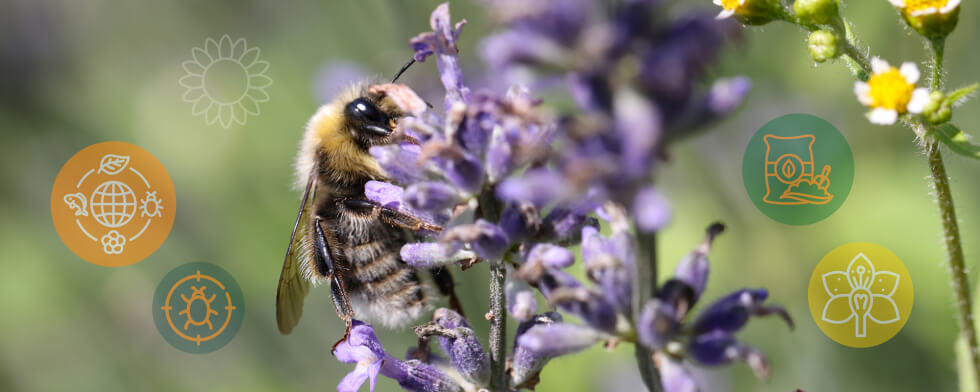 Día de la Biodiversidad: flores en medio de las frutas, para favorecer el control biológico de plagas 1 abeja flor casafe